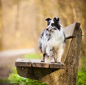 Shelties vom Kaiserspitz_naila