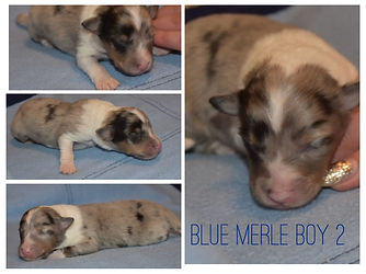Blue Merle Boy 2.jpeg