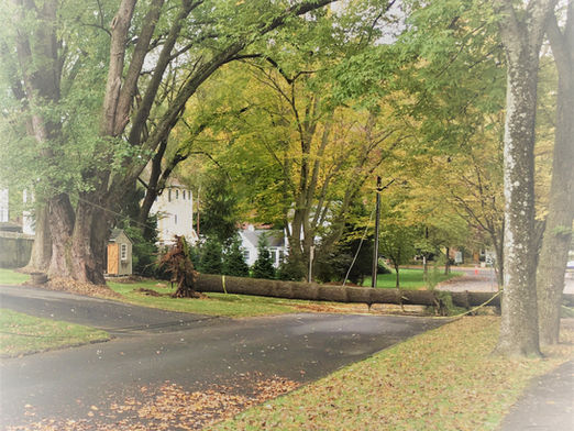 Obituary of a Grand Tree