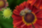 flowers-bee.jpg
