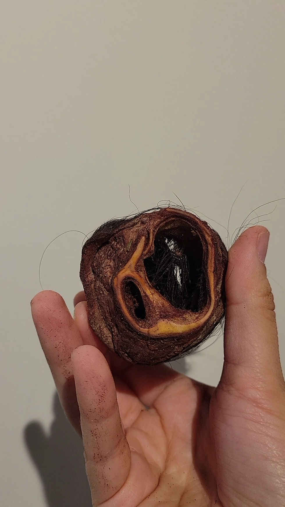 Thumbnail: Rawsome Bison Ear (1ct)