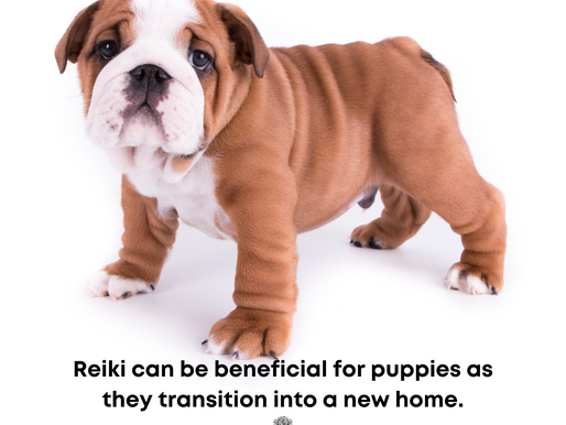 Supporting Your Puppy With Reiki Healing Energy