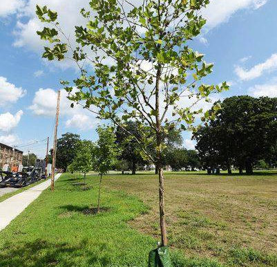 Column: Planting trees helps cities fight climate change
