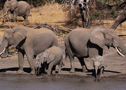 MENSAJES DE TEXTO DE LOS ELEFANTES.JPG