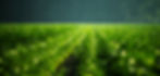 Confresh_Green Field_edited.jpg