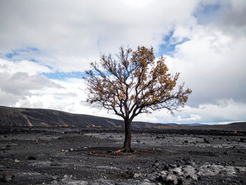 Quantification of Biodiversity Loss in Building Life Cycle Assessment: Insights Towards Regenerative Design