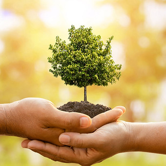 Illustration arbre_edited_edited.jpg