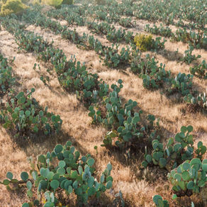 Prickly Pear vs. Argan Oil: Is the skincare world sleeping on the better oil?