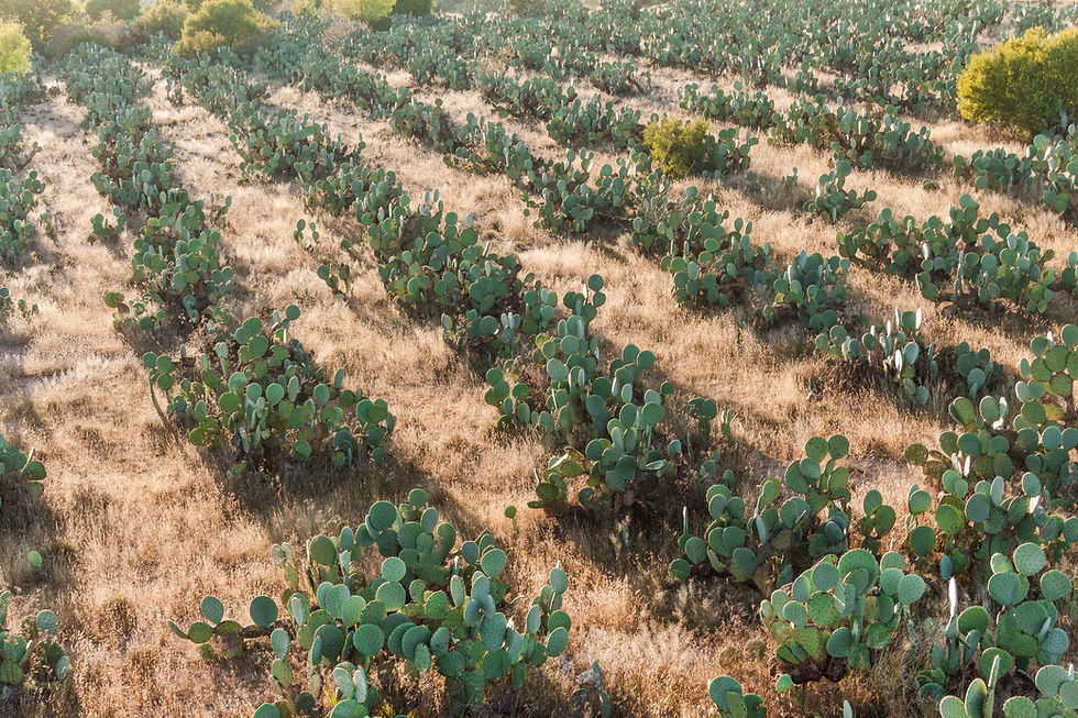 Heirloom Orchard