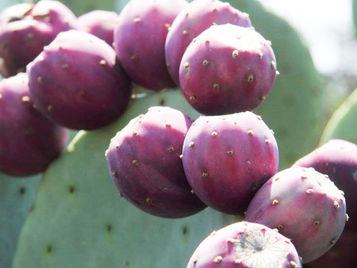 Opuntia ficus-indica prickly pear fruit