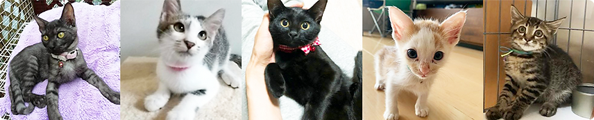家族を見つけた保護ねこたち_写真.png