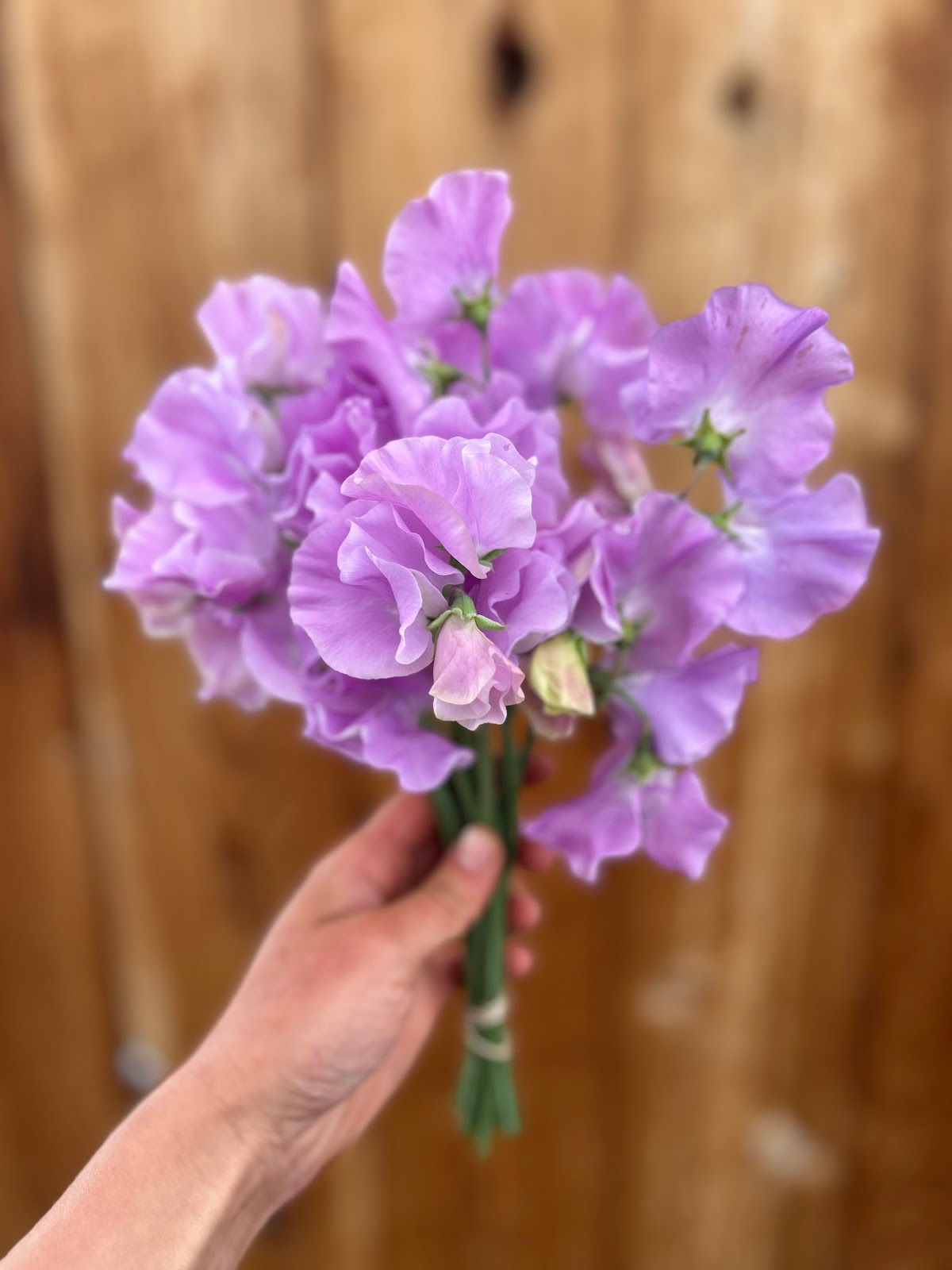 Sweet Pea "Ethel Grace"