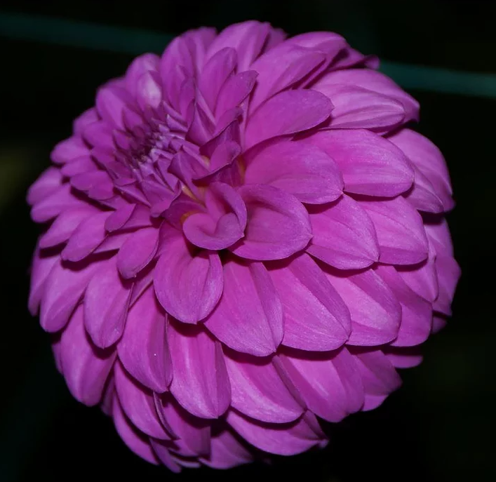 Bracken Nikolaus