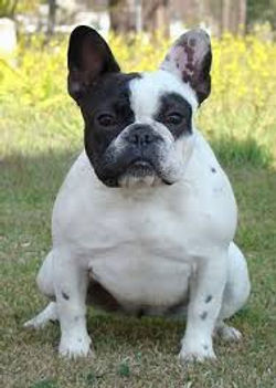 images (7)