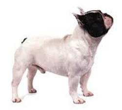 buldog frances 500