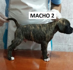 macho 2jpg
