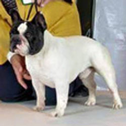 atuqdkillabulls-bulldog-frances-dirennas-kennel-buldogue92avô_por_parte_de_pai