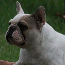 annabele-bulldog-frances-dirennas-kennel-buldogue5mãe