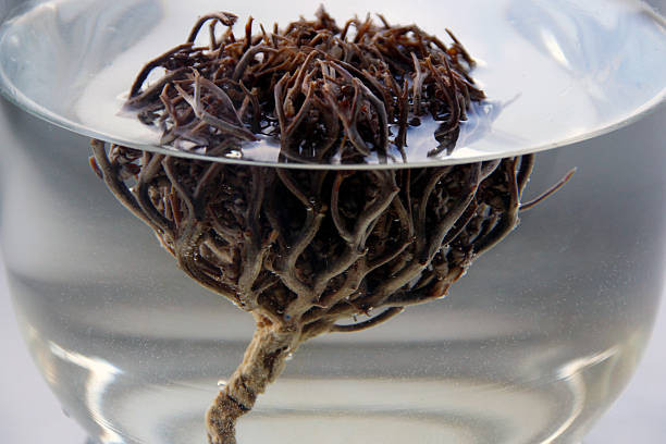 Rose of Jericho