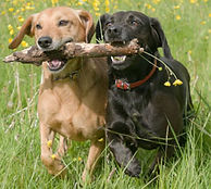 Imagine Dogs with Stick.jpg