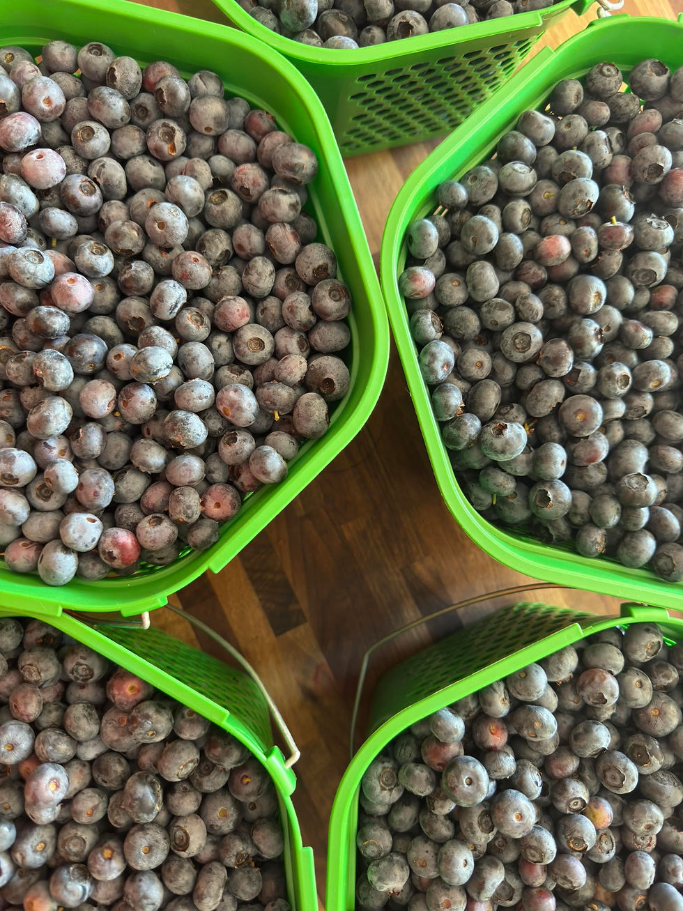 Harvest