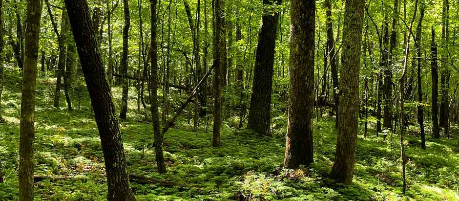 Trailheads Tips: How To Protect Yourself In The Woods