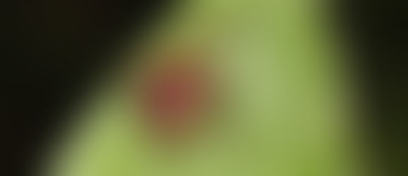 Tick Hellbent On Destroying The Barbecue Industry. Trailheads Act To Save Smoked Meats