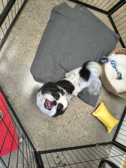 Creative Canine Cuts