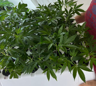Baby Plants
