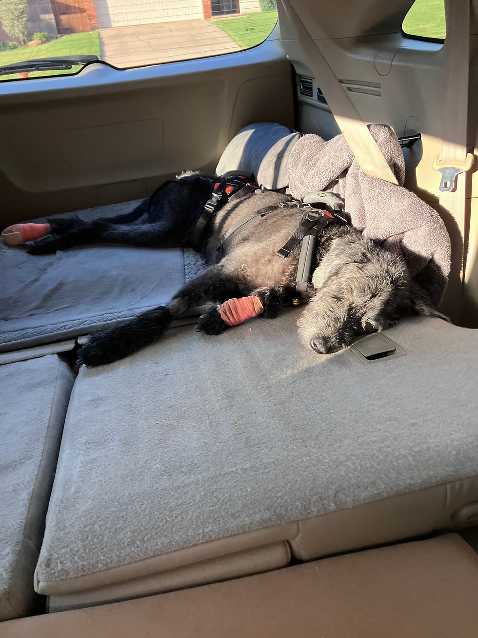 Embracing the Journey of Senior Dog Care and the Heartfelt Goodbyes