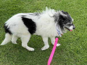 Decoding Your Dog's Gait: Identifying Normal Movements and the Role of Canine Rehabilitation