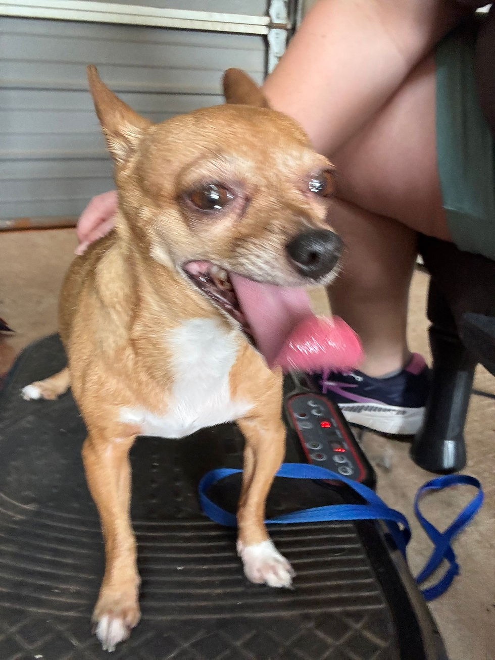Dog participating in canine physical therapy