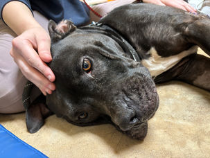 Understanding Fascia: Its Impact on You and Your Pet