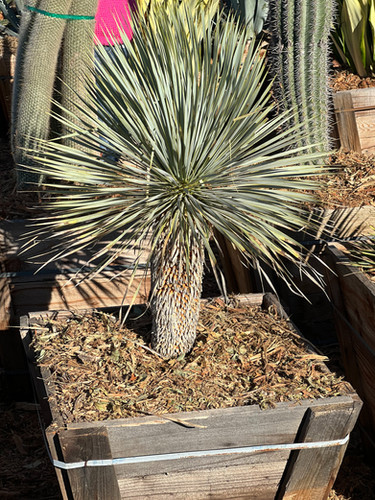 yucca-様ご確認ページ Beaked Yucca - 24