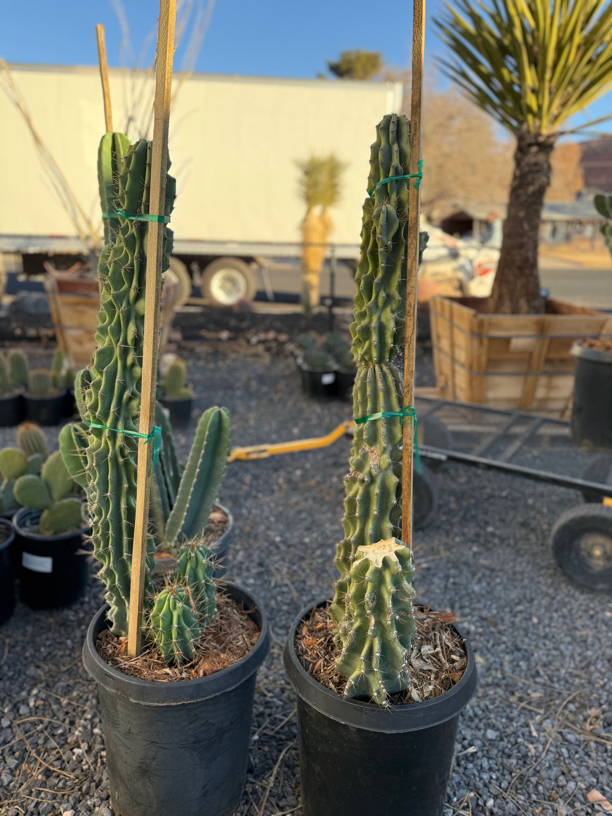 Peruvian Montrose Cactus - 15 Gallon