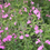 Thumbnail: Big Pink Salvia - 5 Gallon