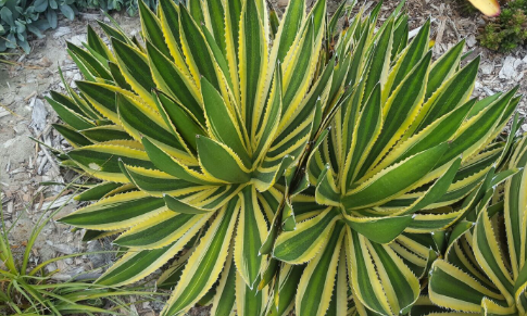ナッシー_Agave ovatifolia Awakening Angel Falling for a Greek