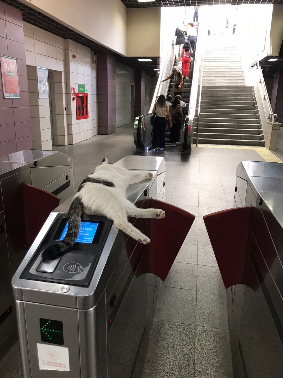sleeping cat in subway