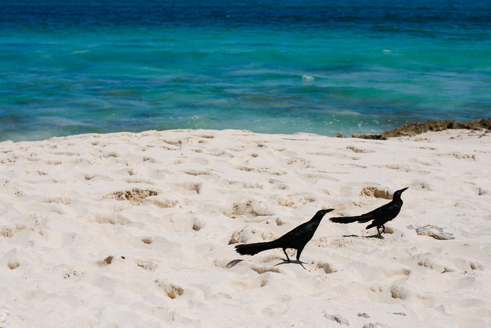 birds on the beach, Cosumel, Mexico