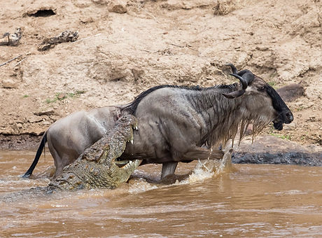 wildebeest-migration-in-Kenya.jpg
