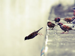 11 de novembro - Tente mais uma vez