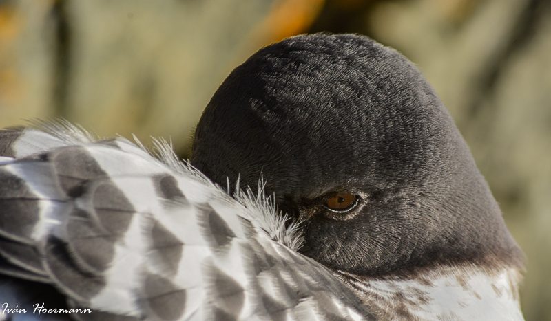 Petrel Damero. Daption capense