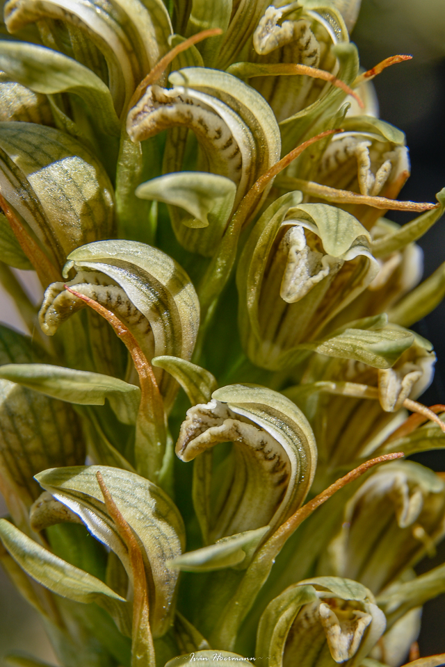 Correorchis leptopetala