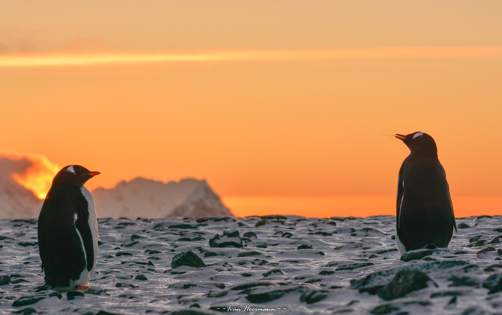 Pingüino Papua. Antártida