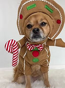 Gingerbread-pup contestant contestant at Traci's Paws Unleash the Holiday Cheer pet costume contest.