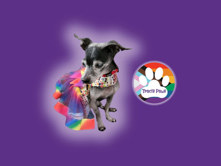 ¡Los mejores consejos de seguridad para mascotas del Orgullo LGBTQ, para las celebraciones del ORGULLO!