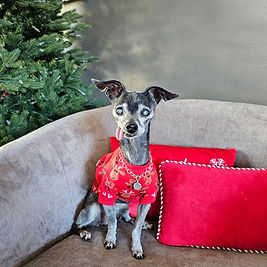Bebe Den Traci's Paws Unleash the Holiday Cheer.jpg