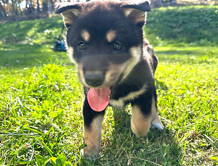 9/8生まれ 男の子 価格125,000(税込)+ワクチン代6,000円(税込)健康診断書、血統書、マイクロチップ証明書付き