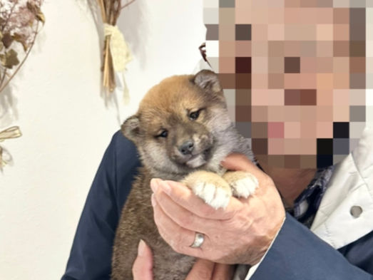 赤胡麻柴のご家族様が決まりました｜柴犬子犬情報