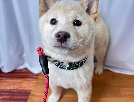 見学受付中　9/20生まれ女の子　価格138,000円（税抜１０％）＋ワクチン代6，600円（税込）健康診断書、血統書、マイクロチップ証明書付き　即お迎え可能　トイレトレーニングしてます　性格：人が大好き、少し怖がりさん